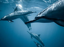 让风从云端启程：Kaiyun带你走进云端生活的美好